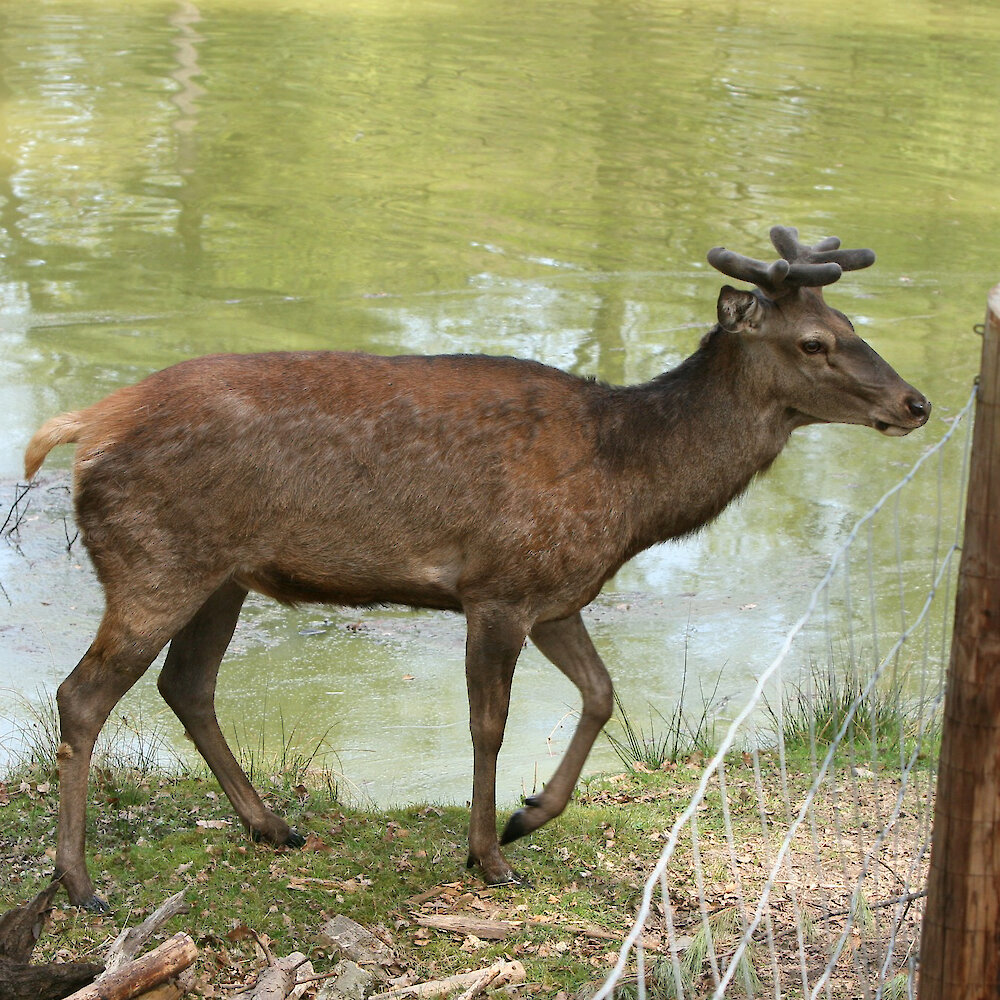 Distanzimmobilisation von Tieren (Narkose)